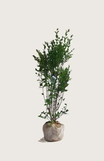 Soikkolikusteri 125cm Outlet | Plantinavia
