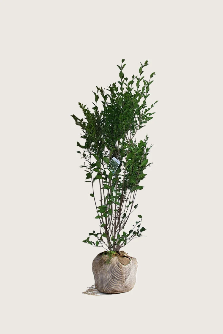 Soikkolikusteri 175cm Outlet | Plantinavia
