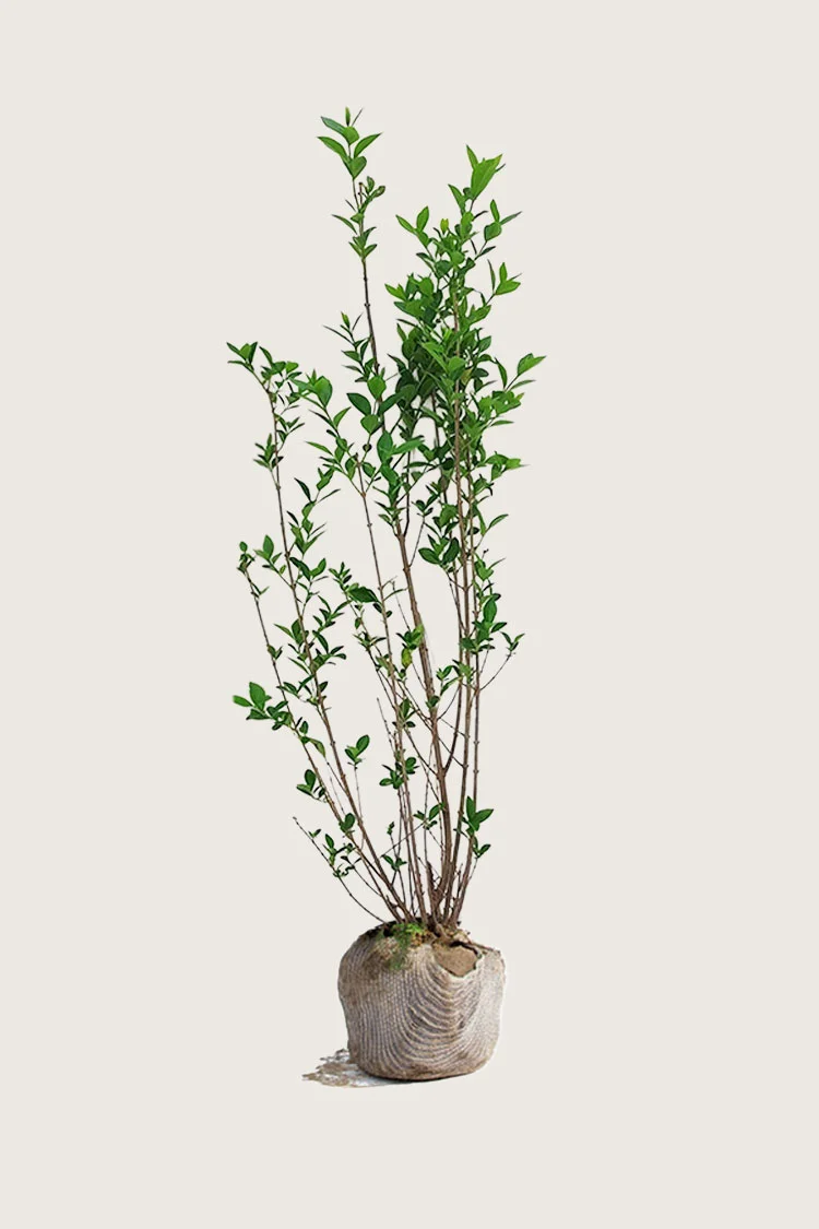 Soikkolikusteri 225cm Outlet | Plantinavia