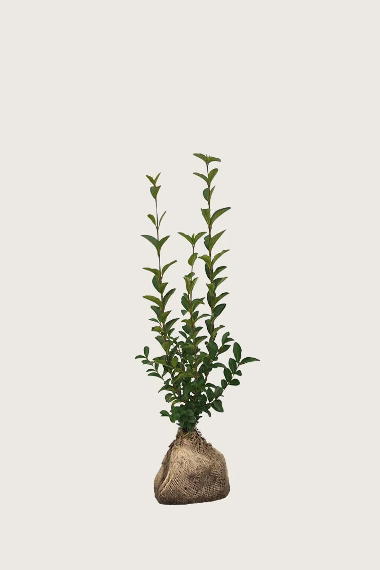 Soikkolikusteri 80cm Outlet | Plantinavia