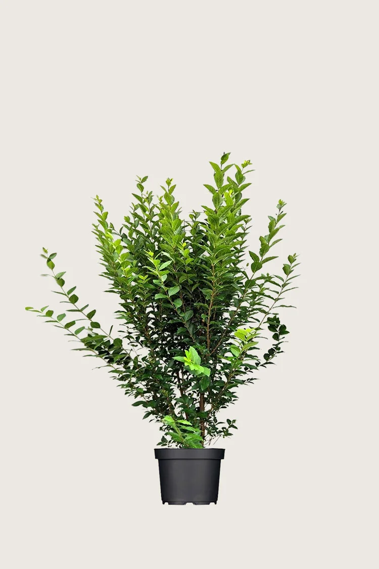 Soikkolikusteri 80cm Hyvin tuuhea | Plantinavia