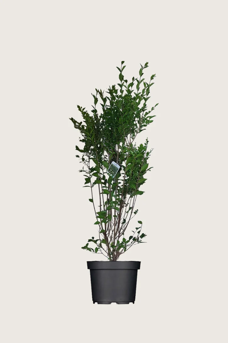 Soikkolikusteri 125cm Outlet | Plantinavia