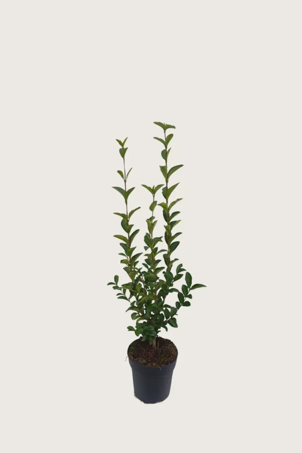Soikkolikusteri 40cm Outlet | Plantinavia