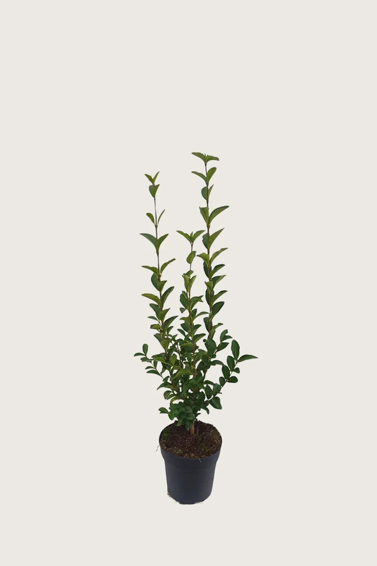 Soikkolikusteri 60cm Outlet | Plantinavia