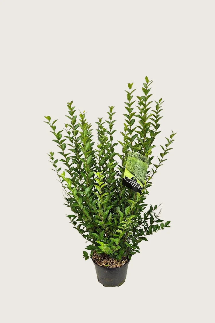 Soikkolikusteri 80cm Tuuhea | Plantinavia