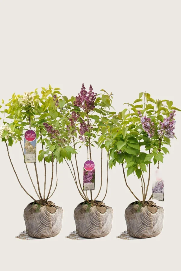 Syreenisekoitus 100cm Hyvin tuuhea | Plantinavia