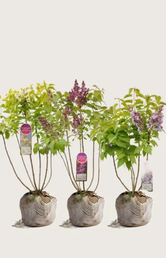 Syreenisekoitus 80cm Hyvin tuuhea | Plantinavia