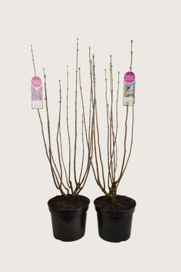 Syreenisekoitus 150cm Hyvin tuuhea | Plantinavia