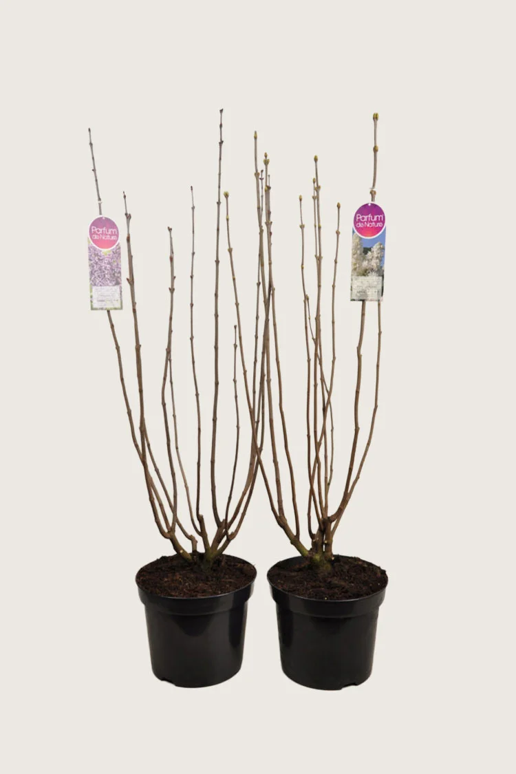 Syreenisekoitus 125cm Tuuhea | Plantinavia