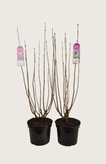 Syreenisekoitus 150cm Tuuhea | Plantinavia