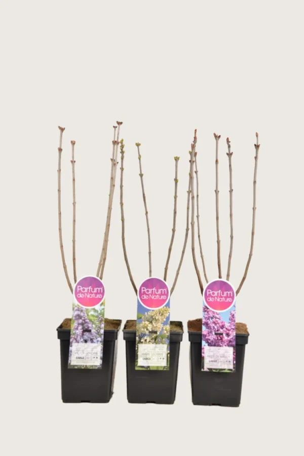 Syreenisekoitus 40cm Tuuhea | Plantinavia