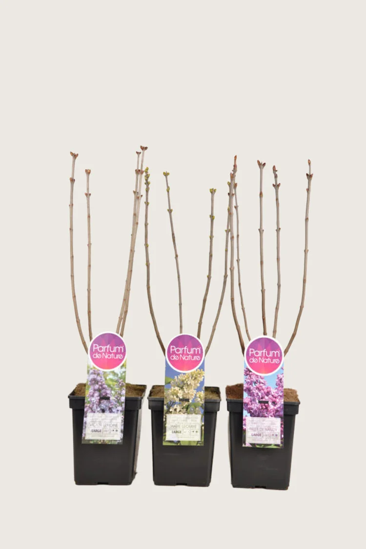 Syreenisekoitus 40cm Tuuhea | Plantinavia