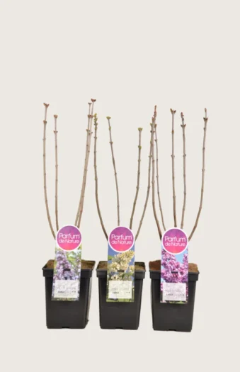 Syreenisekoitus 60cm Tuuhea | Plantinavia