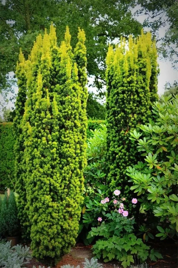 Pylväsmarjakuusi Fastigiata Aurea