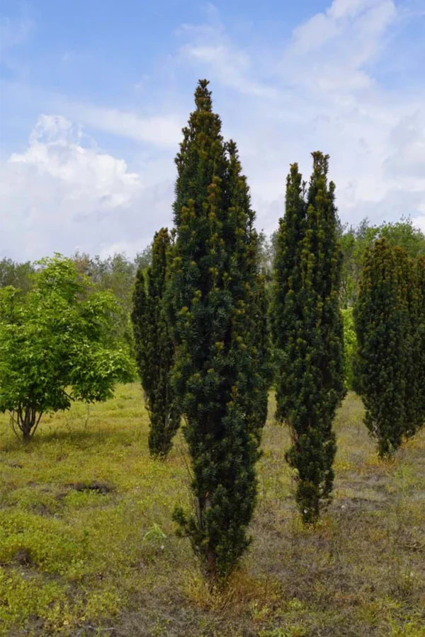 Pylväsmarjakuusi Fastigiata Robusta