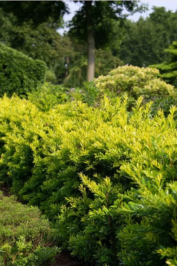 Kultainen euroopanmarjakuusi