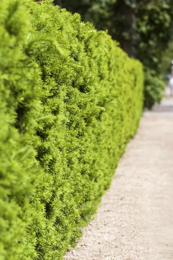 Kartiomarjakuusi Hicksii