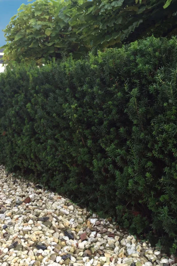 Kartiomarjakuusi Hillii