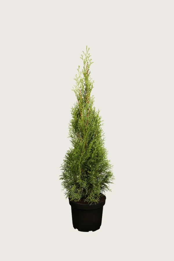 Timanttituija 125cm Outlet | Plantinavia