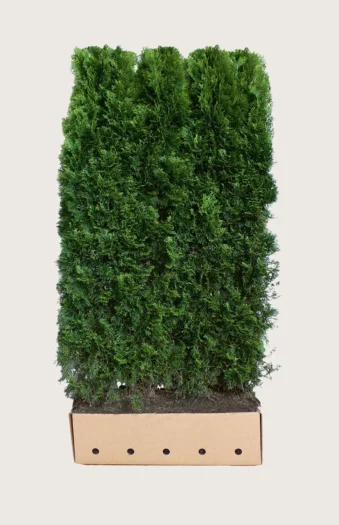 Timanttituija 200cm Hyvin tuuhea | Plantinavia