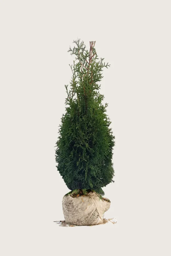 Tuija King of Brabant 125cm Outlet | Plantinavia