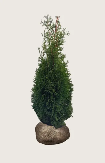 Tuija King of Brabant 225cm Outlet | Plantinavia