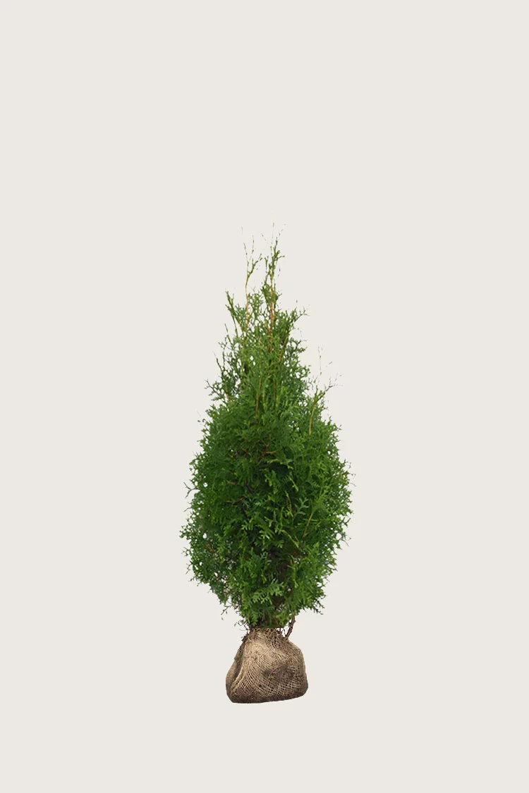 Selected Product