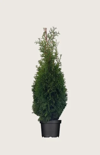 Tuija King of Brabant 100cm Outlet | Plantinavia
