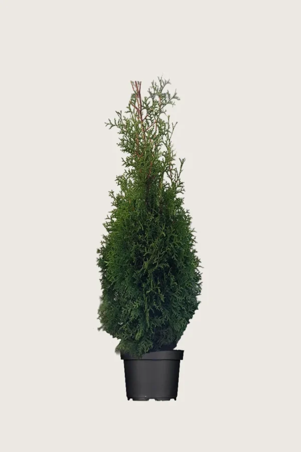 Tuija King of Brabant 125cm Outlet | Plantinavia