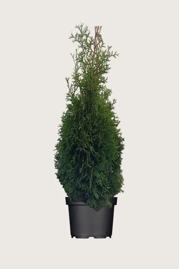Tuija King of Brabant 200cm Outlet | Plantinavia