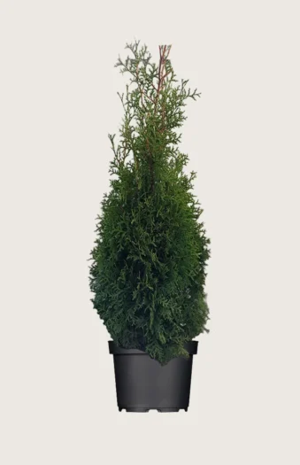 Tuija King of Brabant 225cm Outlet | Plantinavia