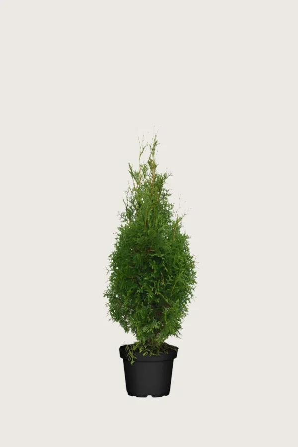 Tuija King of Brabant 60cm Outlet | Plantinavia