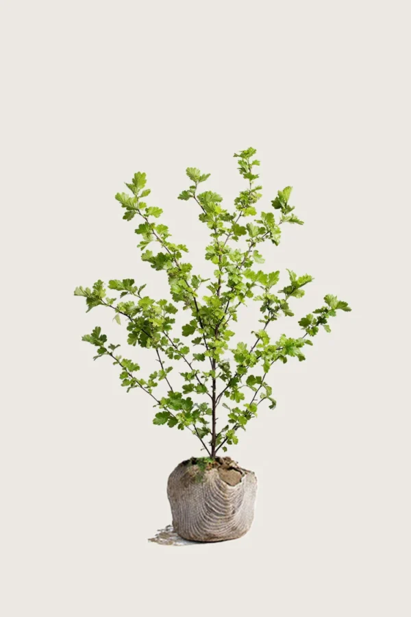 Tylppäliuskaorapihlaja 125cm Hyvin tuuhea | Plantinavia