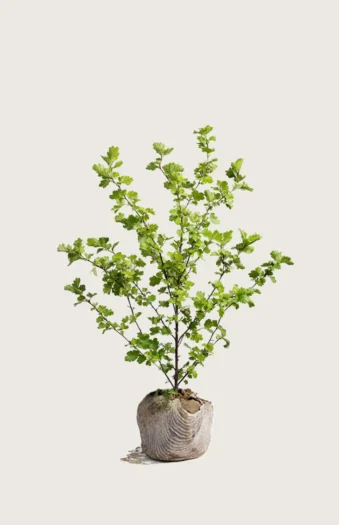 Tylppäliuskaorapihlaja 150cm Hyvin tuuhea | Plantinavia