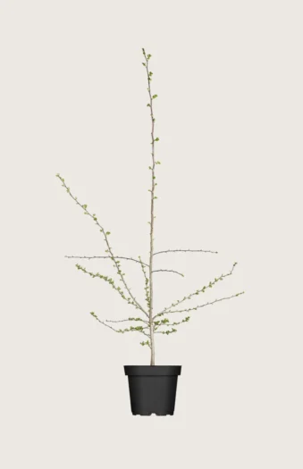 Tylppäliuskaorapihlaja 40cm Tuuhea | Plantinavia