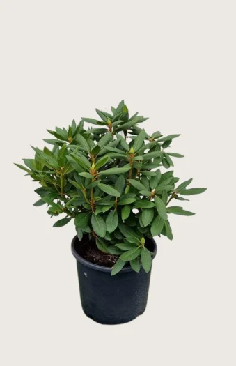 Vaaleanpunainen alppiruusu 80cm Hyvin tuuhea | Plantinavia