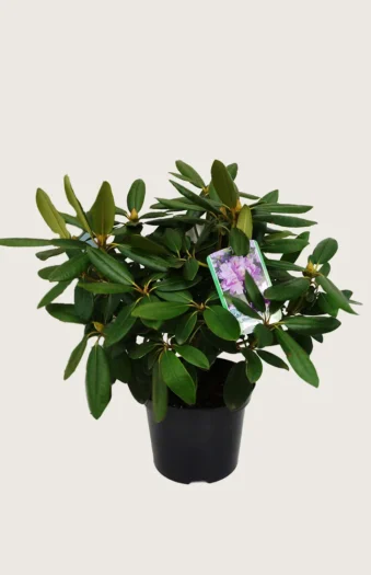 Vaaleanpunainen alppiruusu 80cm Tuuhea | Plantinavia