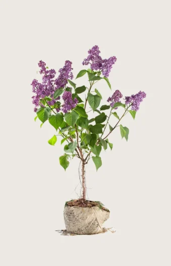 Violetti syreeni 125cm Hyvin tuuhea | Plantinavia