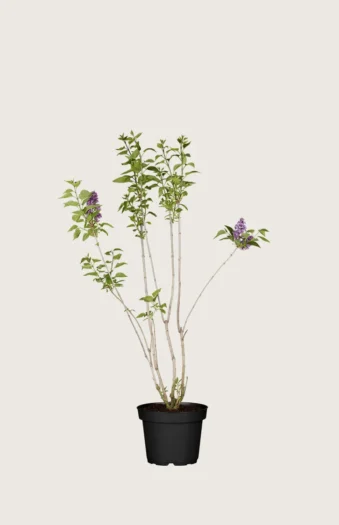 Violetti syreeni 60cm Tuuhea | Plantinavia