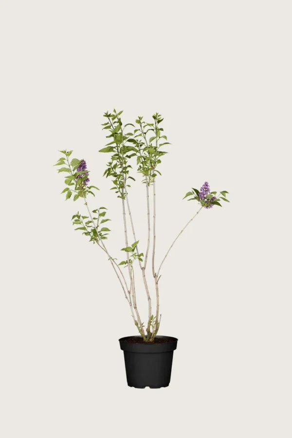 Violetti syreeni 80cm Tuuhea | Plantinavia