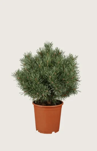 Vuorimänty 80cm Hyvin tuuhea | Plantinavia