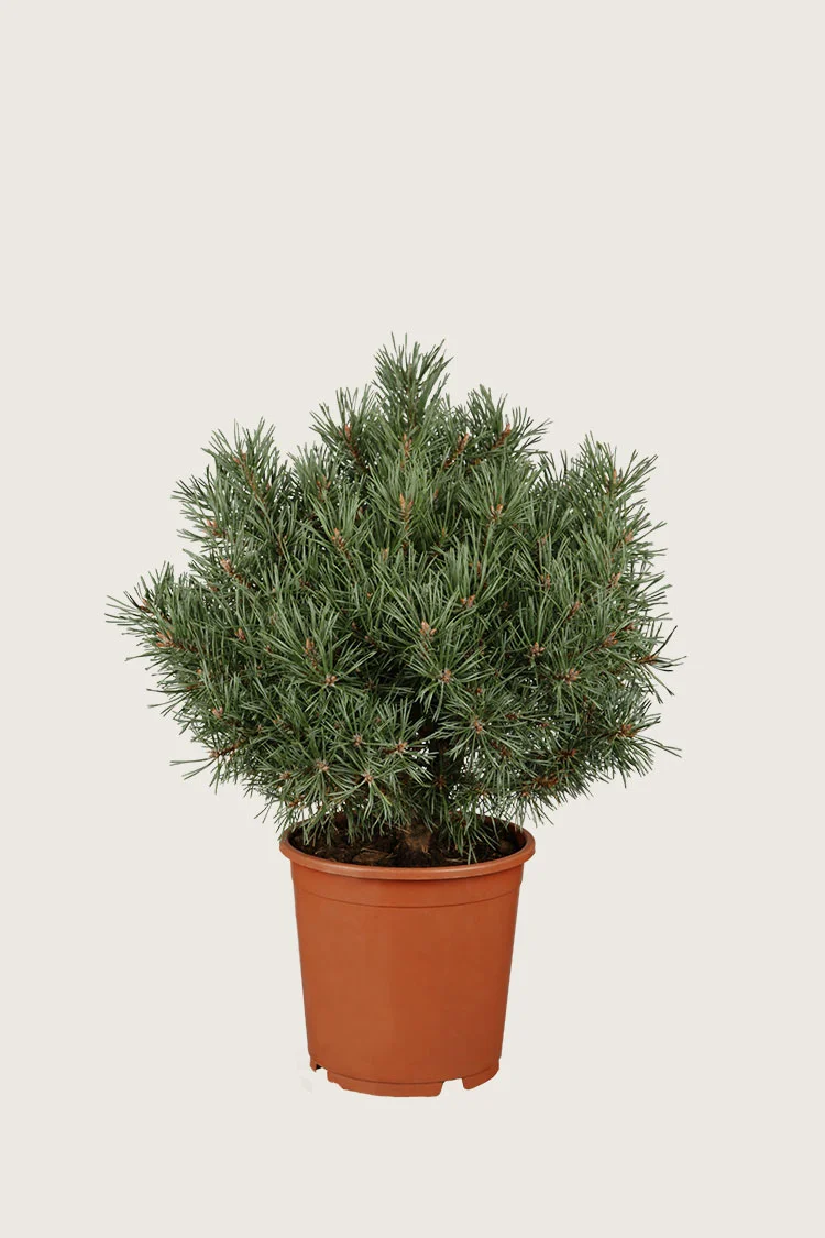 Vuorimänty 80cm Hyvin tuuhea | Plantinavia
