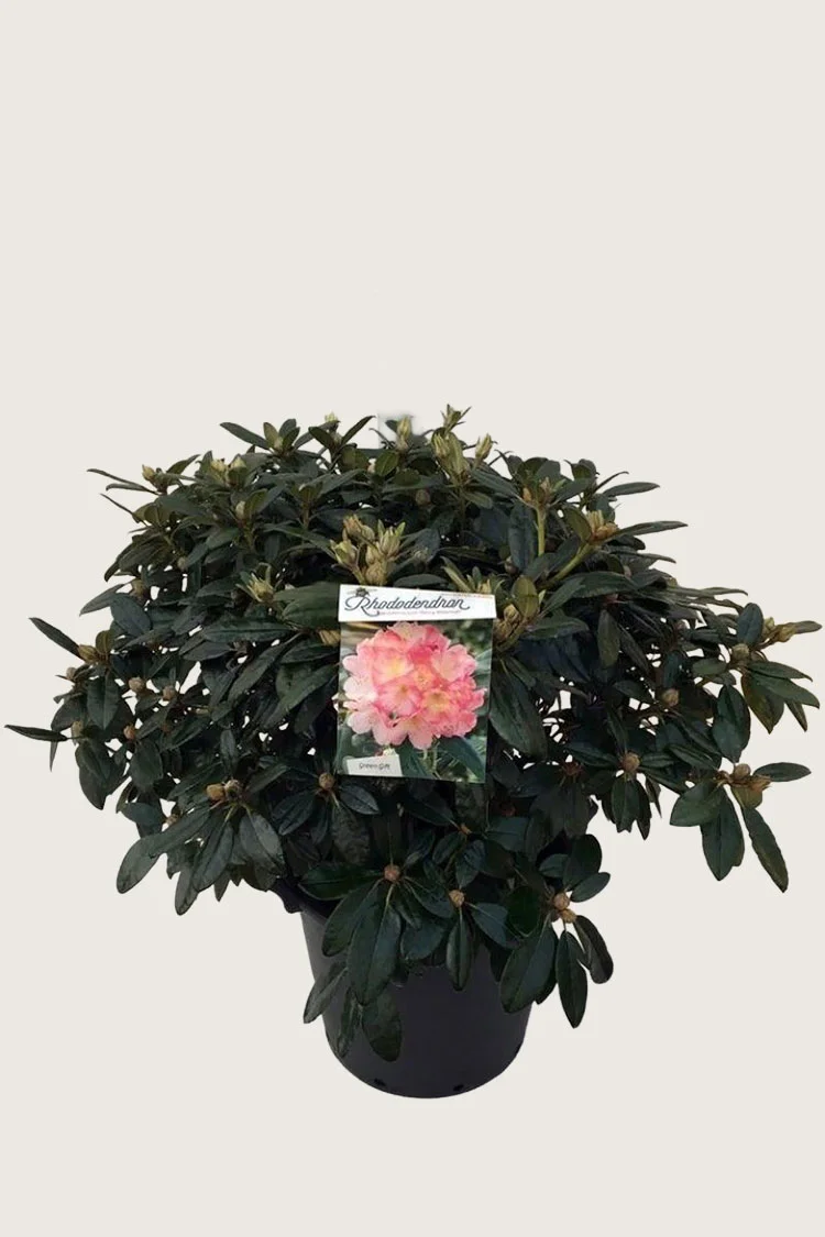 Yakushimanalppiruusu 30cm Tuuhea | Plantinavia