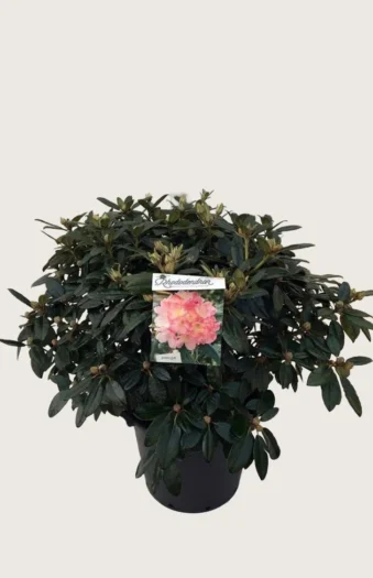 Yakushimanalppiruusu 60cm Tuuhea | Plantinavia