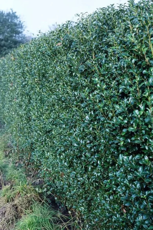 Pihaorjanlaakeri Blue Prince