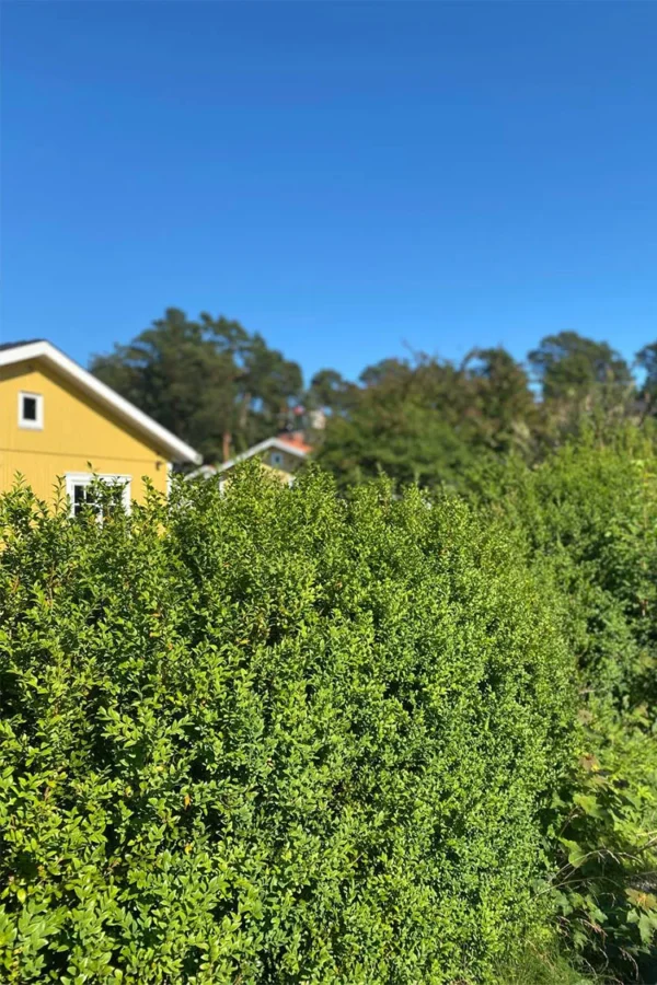 Japaninorjanlaakeri 'Dark Green'