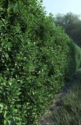 Japaninorjanlaakeri 'Green Hedge'