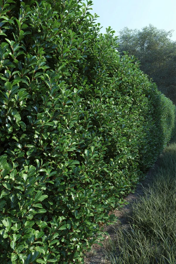 Japaninorjanlaakeri 'Green Hedge'
