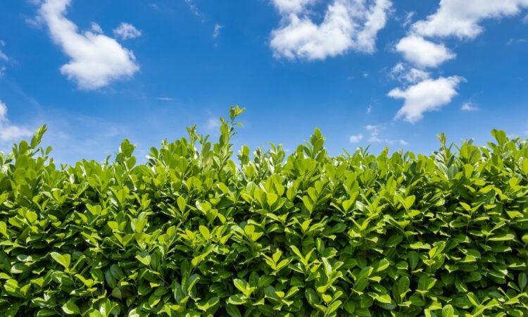 Pensasaidan hinta: paljonko metri maksaa vuonna 2025?