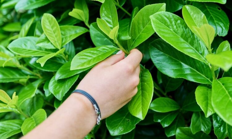 Nopeakasvuinen pensasaita opas